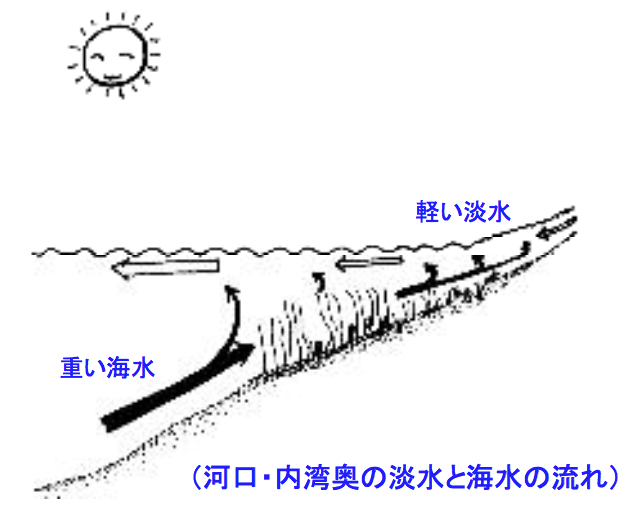 エスチャリー循環　河口から海に